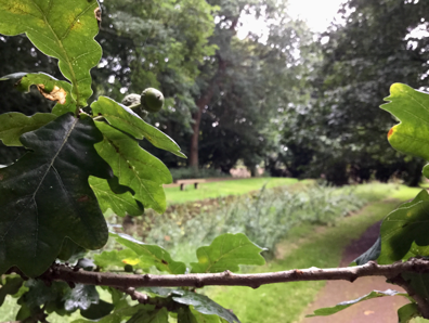 Oak and walnut trees dating to the Tudor period